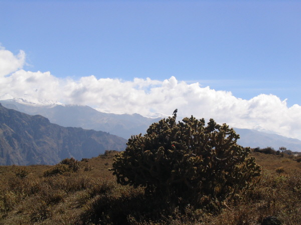 Colca canyon